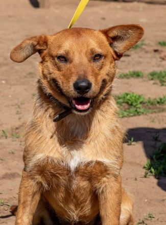 Swamp, aus mir kann noch etwas werden