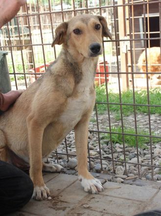 QUERIDO ca. 2 1/2-jähriger, zarter, zurückhaltender Rüde, ca. 49 cm,