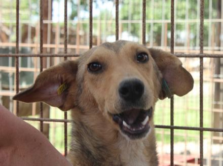 QUERIDO ca. 2 1/2-jähriger, zarter, zurückhaltender Rüde, ca. 49 cm,