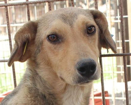 QUERIDO ca. 2 1/2-jähriger, zarter, zurückhaltender Rüde, ca. 49 cm,