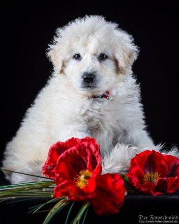 Kuvasz Welpen mit VDH Papieren