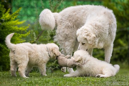 Kuvasz Welpen mit VDH Papieren