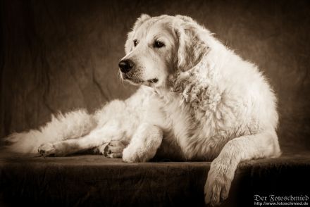 Kuvasz Welpen mit VDH Papieren