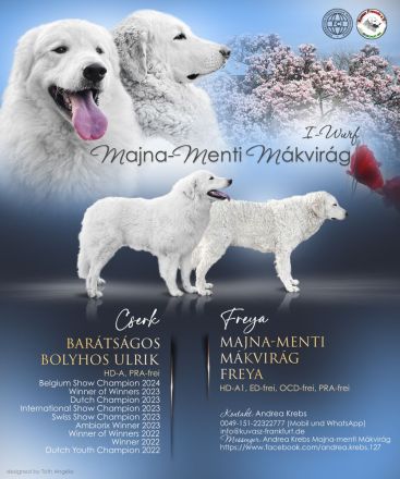 Kuvasz Welpen mit VDH Papieren