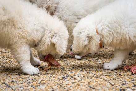 Kuvasz Welpen mit VDH Papieren