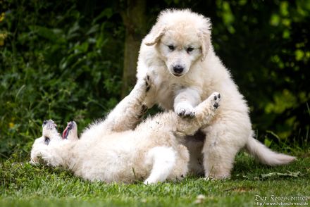 Kuvasz Welpen mit VDH Papieren