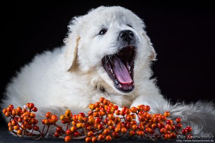 Kuvasz Welpen mit VDH Papieren