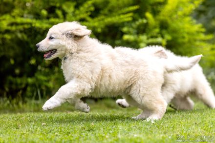 Kuvasz Welpen mit VDH Papieren