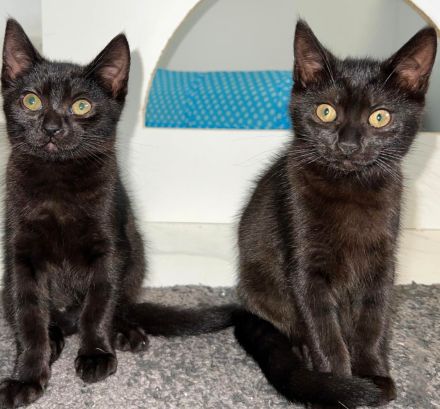 2 weibliche Katzenbabys abzugeben / Babykatzen / 12 Wochen / Mischlinge / BKH x EKH