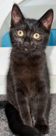 2 weibliche Katzenbabys abzugeben / Babykatzen / 12 Wochen / Mischlinge / BKH x EKH