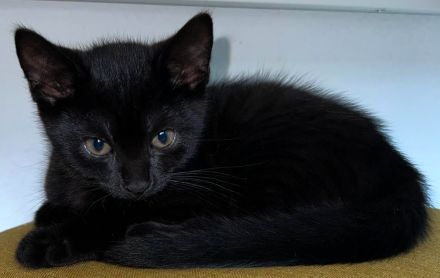 2 weibliche Katzenbabys abzugeben / Babykatzen / 12 Wochen / Mischlinge / BKH x EKH