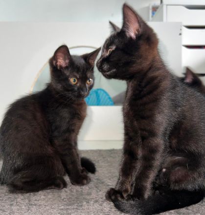 2 weibliche Katzenbabys abzugeben / Babykatzen / 12 Wochen / Mischlinge / BKH x EKH