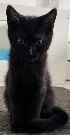 2 weibliche Katzenbabys abzugeben / Babykatzen / 12 Wochen / Mischlinge / BKH x EKH