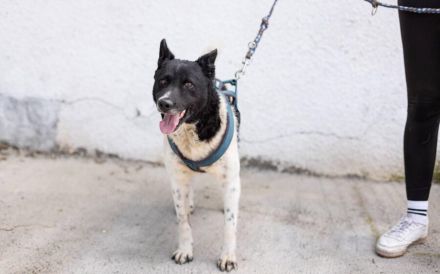 Chipo ist ein Geschenk auf 4 Pfoten