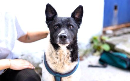 Chipo ist ein Geschenk auf 4 Pfoten