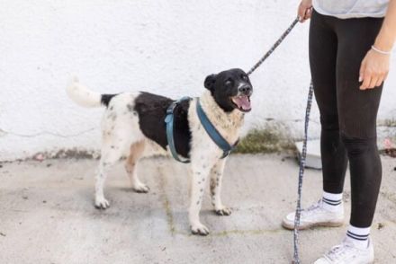 Chipo ist ein Geschenk auf 4 Pfoten