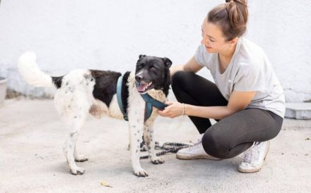 Chipo ist ein Geschenk auf 4 Pfoten