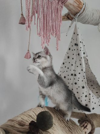 BKH Weibchen Kitten sucht neu zuhause