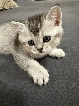 BKH Weibchen Kitten sucht neu zuhause