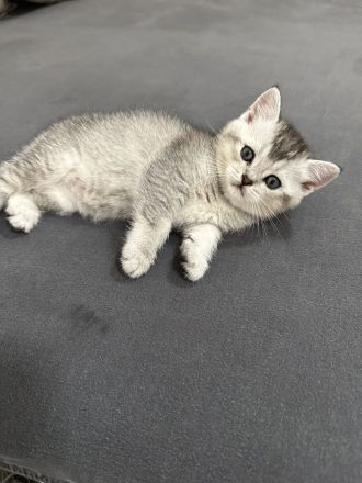 BKH Weibchen Kitten sucht neu zuhause