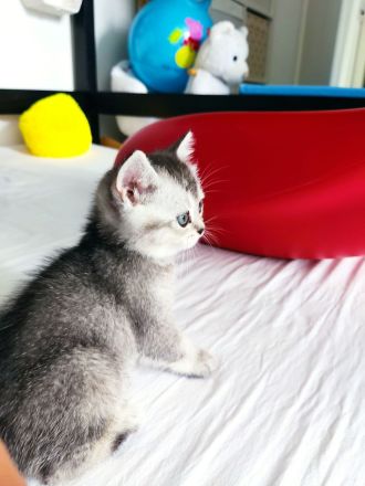 BKH Weibchen Kitten sucht neu zuhause