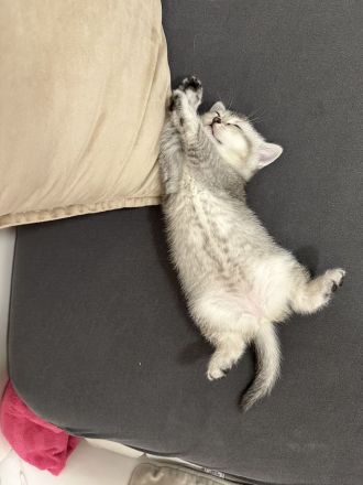 BKH Weibchen Kitten sucht neu zuhause