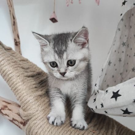 BKH Weibchen Kitten sucht neu zuhause