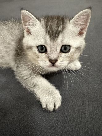 BKH Weibchen Kitten sucht neu zuhause
