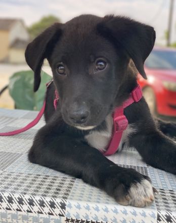 Pyralia, geb. ca. 04/2024, lebt in GRIECHENLAND, auf einer privaten Pflegestelle