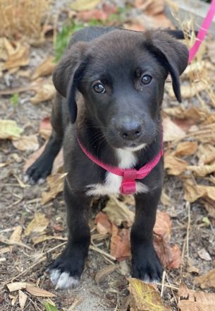 Pyralia, geb. ca. 04/2024, lebt in GRIECHENLAND, auf einer privaten Pflegestelle