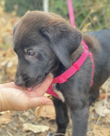 Pyralia, geb. ca. 04/2024, lebt in GRIECHENLAND, auf einer privaten Pflegestelle