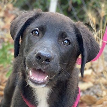 Pyralia, geb. ca. 04/2024, lebt in GRIECHENLAND, auf einer privaten Pflegestelle