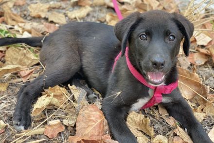 Pyralia, geb. ca. 04/2024, lebt in GRIECHENLAND, auf einer privaten Pflegestelle