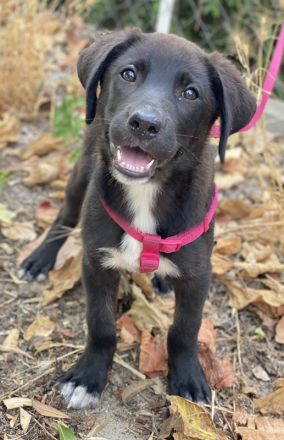 Pyralia, geb. ca. 04/2024, lebt in GRIECHENLAND, auf einer privaten Pflegestelle