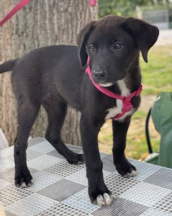 Pyralia, geb. ca. 04/2024, lebt in GRIECHENLAND, auf einer privaten Pflegestelle