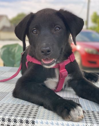 Pyralia, geb. ca. 04/2024, lebt in GRIECHENLAND, auf einer privaten Pflegestelle