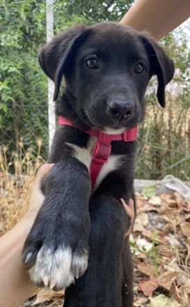 Pyralia, geb. ca. 04/2024, lebt in GRIECHENLAND, auf einer privaten Pflegestelle