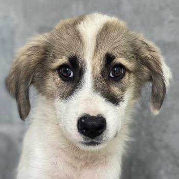 Malou, Maik, Maximus (kastriert) und Malea, geb. ca. 04/2024, lebt in GRIECHENLAND