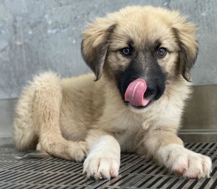 Malou, Maik, Maximus (kastriert) und Malea, geb. ca. 04/2024, lebt in GRIECHENLAND