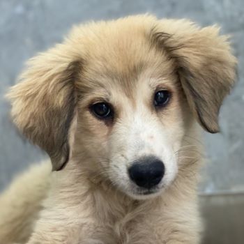 Malou, Maik, Maximus (kastriert) und Malea, geb. ca. 04/2024, lebt in GRIECHENLAND