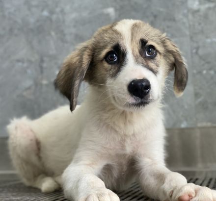 Malou, Maik, Maximus (kastriert) und Malea, geb. ca. 04/2024, lebt in GRIECHENLAND