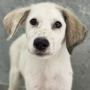 Malou, Maik, Maximus (kastriert) und Malea, geb. ca. 04/2024, lebt in GRIECHENLAND