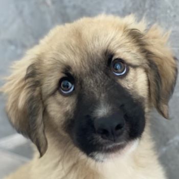 Malou, Maik, Maximus (kastriert) und Malea, geb. ca. 04/2024, lebt in GRIECHENLAND