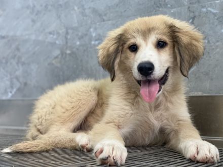 Malou, Maik, Maximus (kastriert) und Malea, geb. ca. 04/2024, lebt in GRIECHENLAND