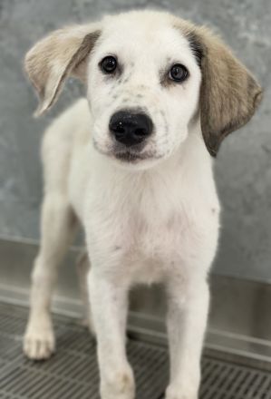 Malou, Maik, Maximus (kastriert) und Malea, geb. ca. 04/2024, lebt in GRIECHENLAND