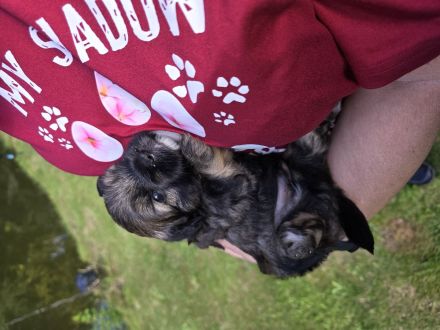 Bolonka Zwetna Welpe