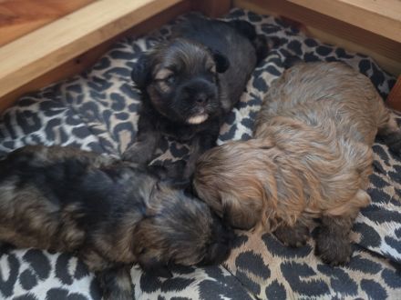 Bolonka Zwetna Welpe