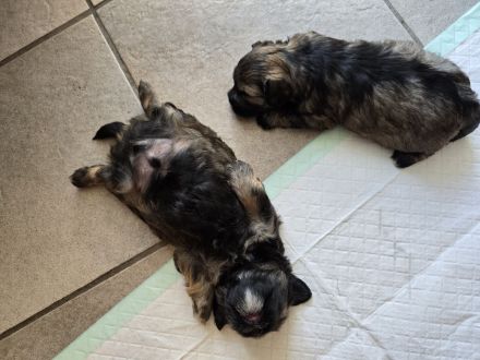 Bolonka Zwetna Welpe