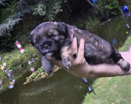 Bolonka Zwetna Welpe