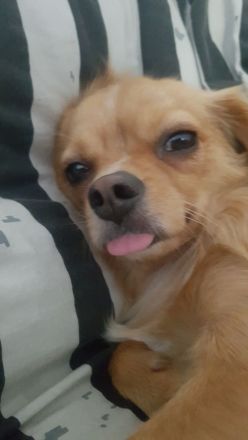 Dringend ein Platz für den Zucker süßen alf Gesicht